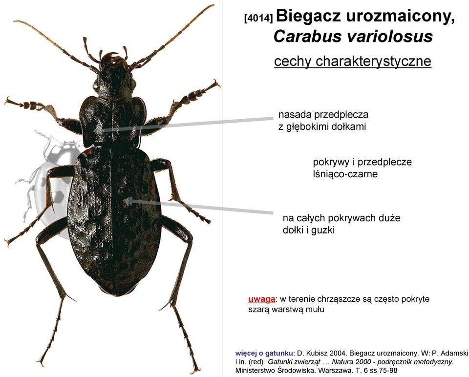 chrząszcze są często pokryte szarą warstwą mułu więcej o gatunku: D. Kubisz 2004. Biegacz urozmaicony. W: P.