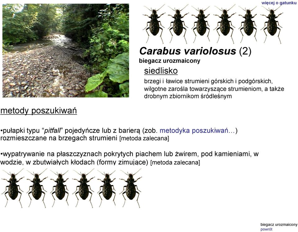pojedyńcze lub z barierą (zob.