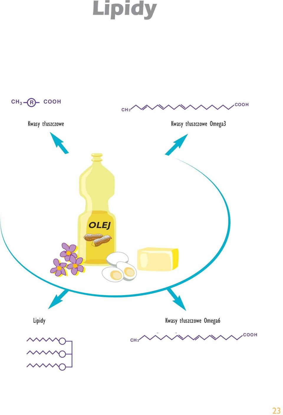 Omega3 Lipidy Schéma acides