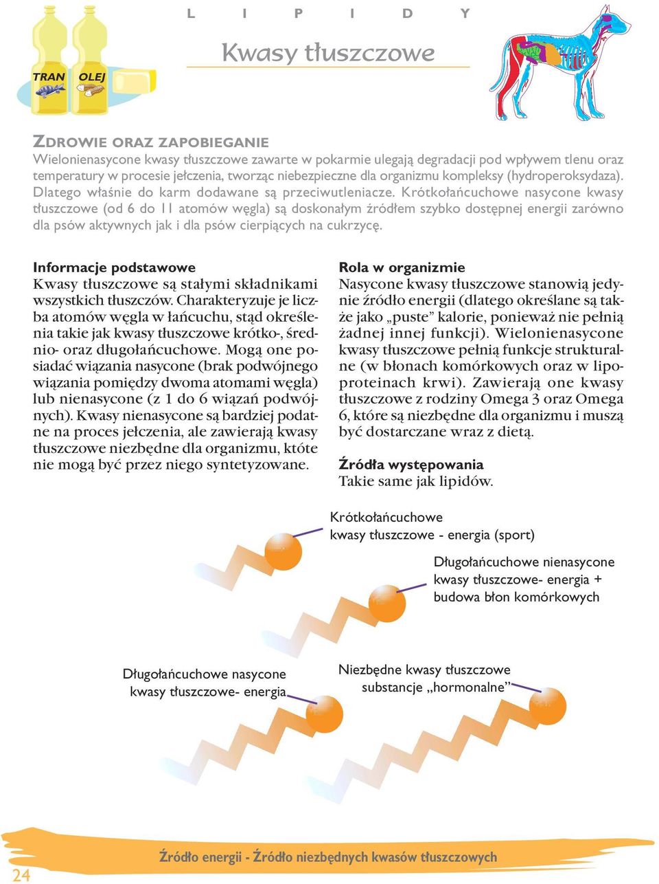 Krótko aƒcuchowe nasycone kwasy t uszczowe (od 6 do 11 atomów w gla) sà doskona ym êród em szybko dost pnej energii zarówno dla psów aktywnych jak i dla psów cierpiàcych na cukrzyc.