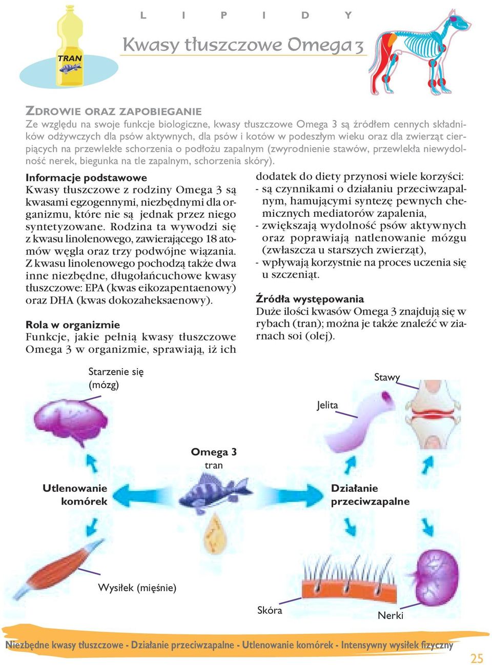 Kwasy tłuszczowe z rodziny Omega 3 są kwasami egzogennymi, niezbędnymi dla organizmu, które nie są jednak przez niego syntetyzowane.