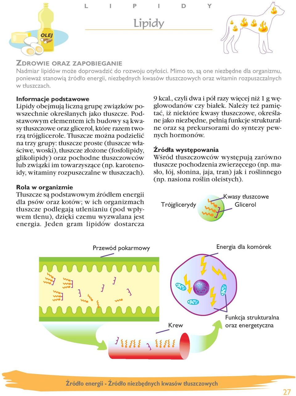 Lipidy obejmują liczną grupę związków powszechnie określanych jako tłuszcze. Podstawowym elementem ich budowy są kwasy tłuszczowe oraz glicerol, które razem tworzą trójglicerole.