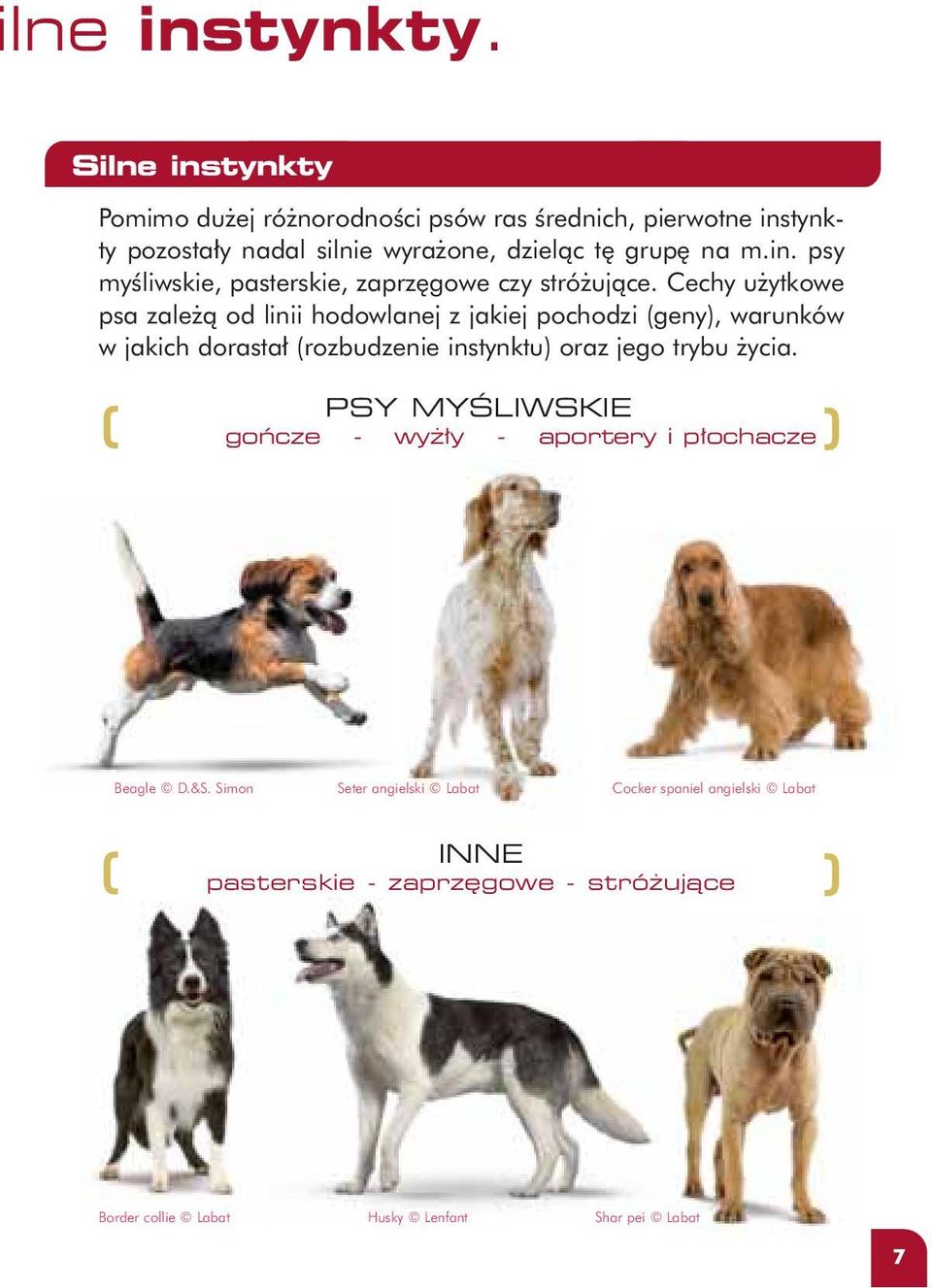 Cechy u ytkowe psa zale à od linii hodowlanej z jakiej pochodzi (geny), warunków w jakich dorasta (rozbudzenie instynktu) oraz jego trybu ycia.