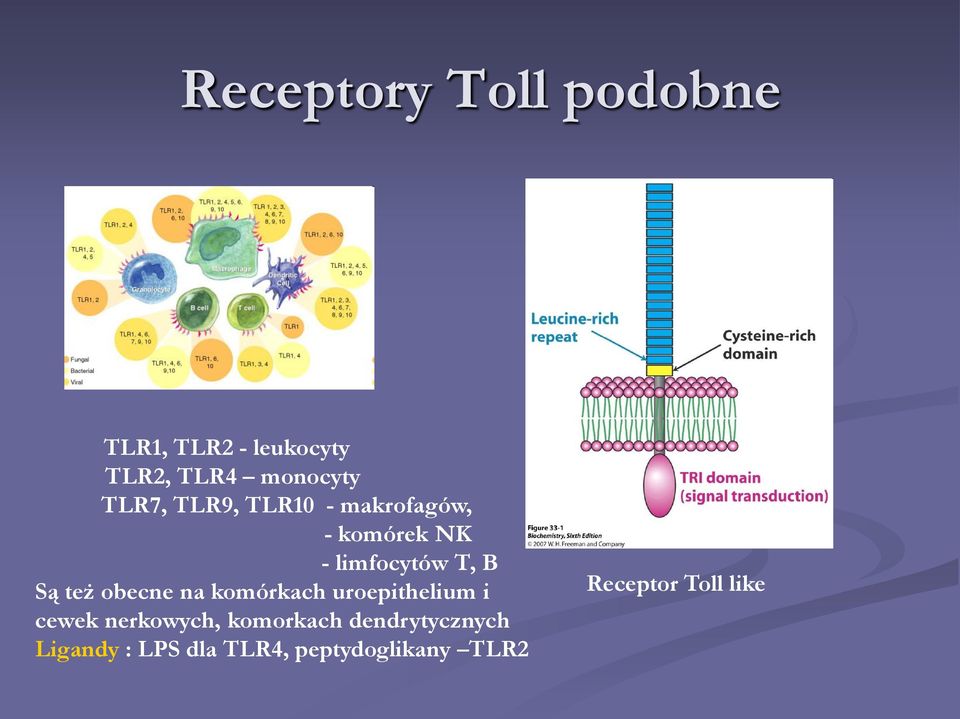 też obecne na komórkach uroepithelium i cewek nerkowych, komorkach