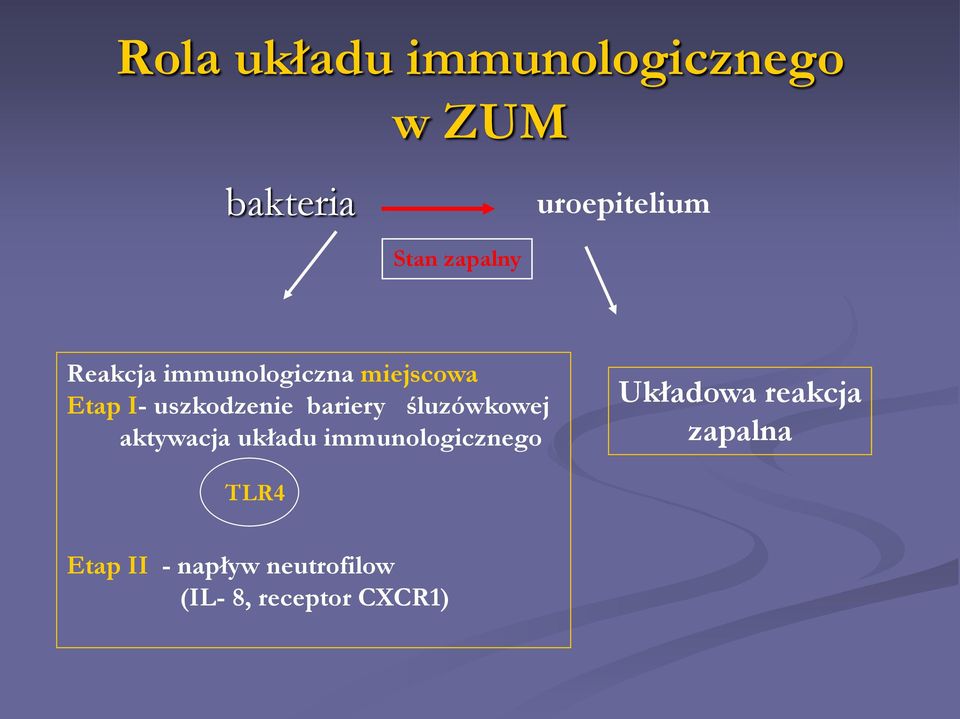 bariery śluzówkowej aktywacja układu immunologicznego Układowa