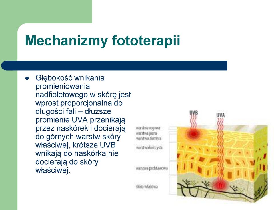dłuższe promienie UVA przenikają przez naskórek i docierają do górnych