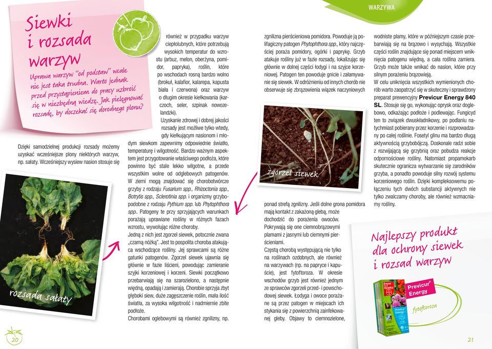Wcześniejszy wysiew nasion stosuje się rozsada sałaty również w przypadku warzyw ciepłolubnych, które potrzebują wysokich temperatur do wzrostu (arbuz, melon, oberżyna, pomidor, papryka), roślin,