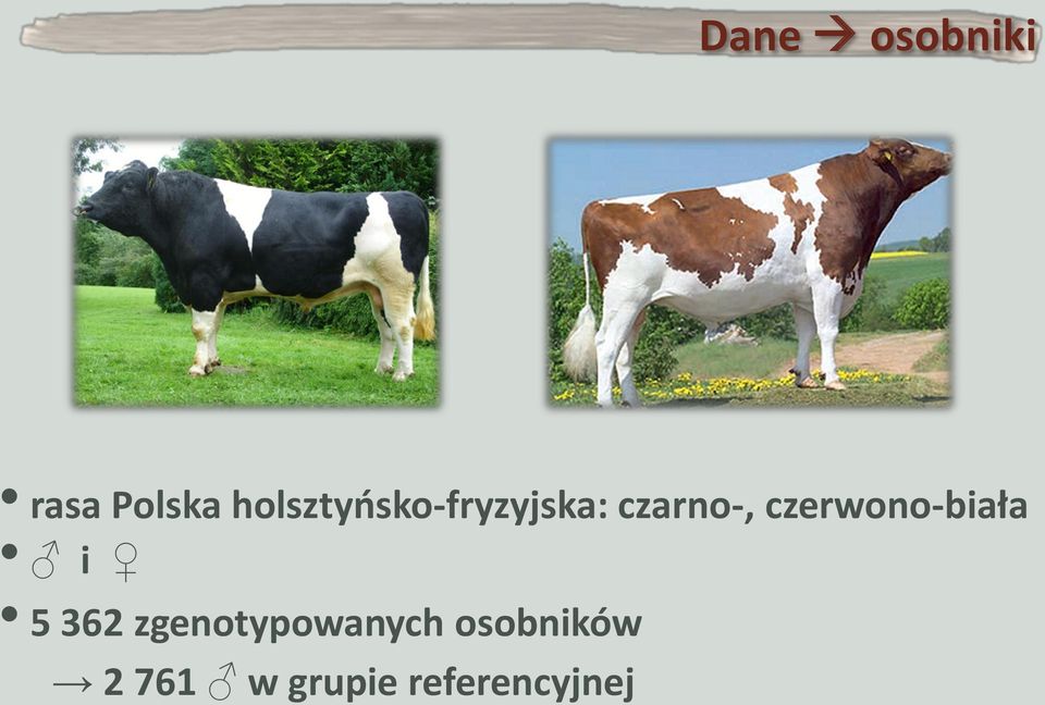 czerwono-biała i 5 362