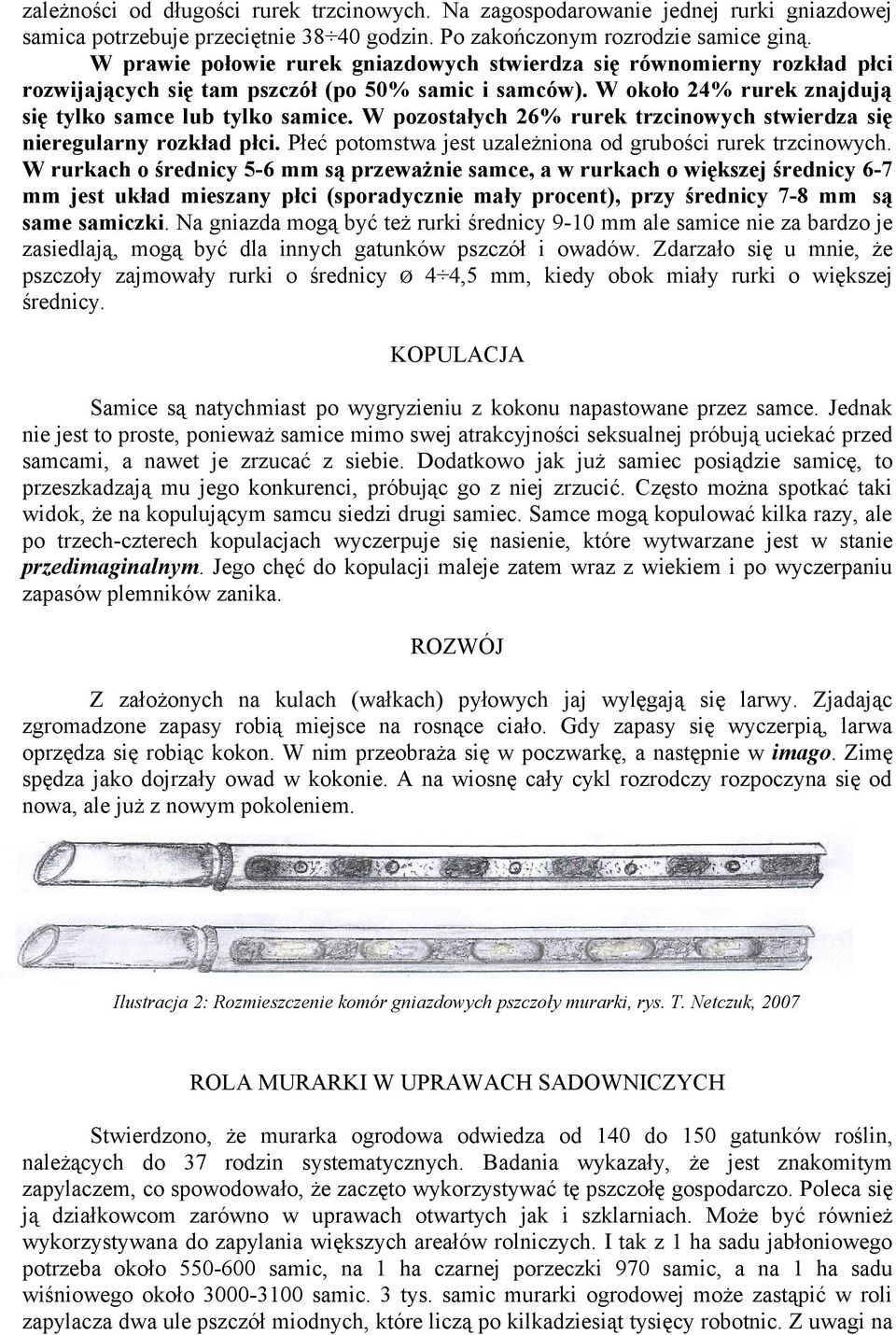 W pozostałych 26% rurek trzcinowych stwierdza się nieregularny rozkład płci. Płeć potomstwa jest uzależniona od grubości rurek trzcinowych.