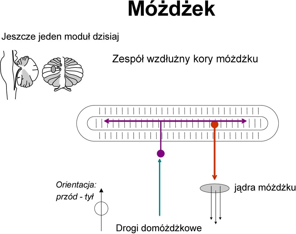 móżdżku Orientacja: przód -