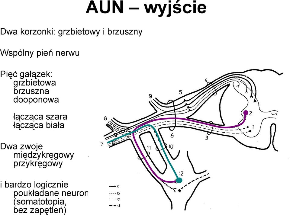 łącząca szara łącząca biała Dwa zwoje międzykręgowy