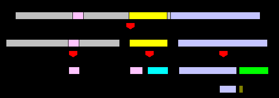 Hormony części gruczołowej przysadki Kortykotrofy Kortykotropina (Adrenokortykotropina) (ACTH) Hormon białkowy Proopiomelanokortyna (POMC) 39 aminokwasów Występują u zwierząt ACTH - wpływa na