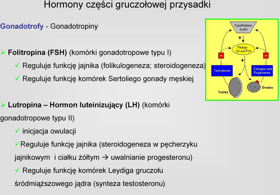 luteinizujący (LH) (komórki gonadotropowe typu II) inicjacja owulacji Reguluje funkcję jajnika (steroidogeneza w pęcherzyku