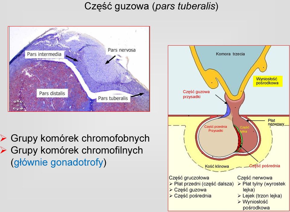 Kość klinowa Część gruczołowa Płat przedni (część dalsza) Część guzowa Część pośrednia Część tylna