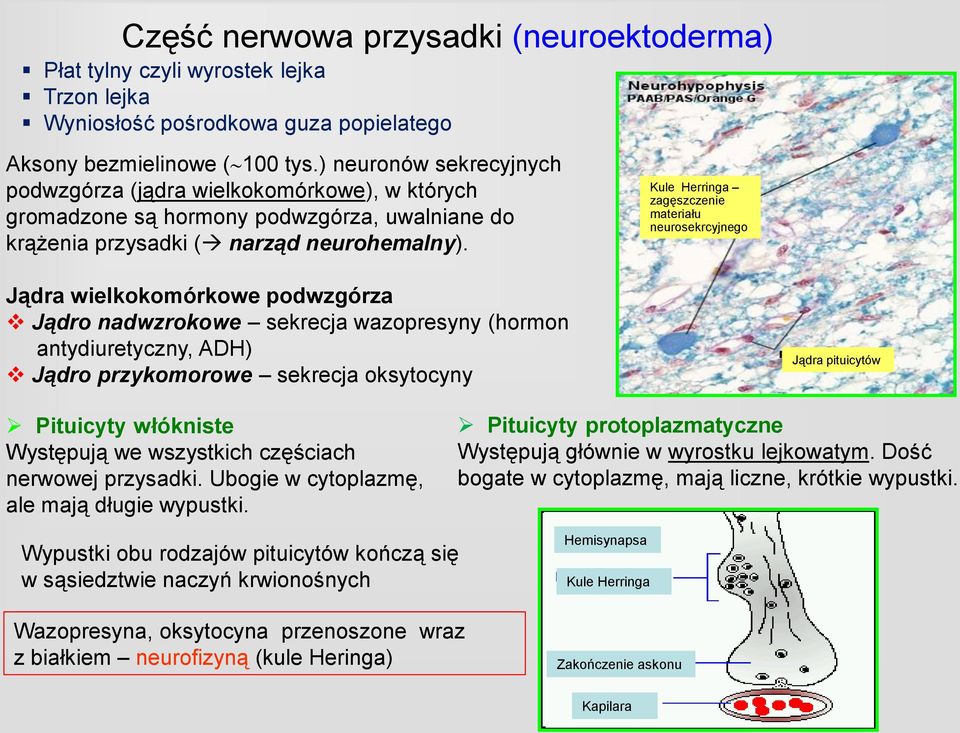 Kule Herringa zagęszczenie materiału neurosekrcyjnego Jądra wielkokomórkowe podwzgórza Jądro nadwzrokowe sekrecja wazopresyny (hormon antydiuretyczny, ADH) Jądro przykomorowe sekrecja oksytocyny