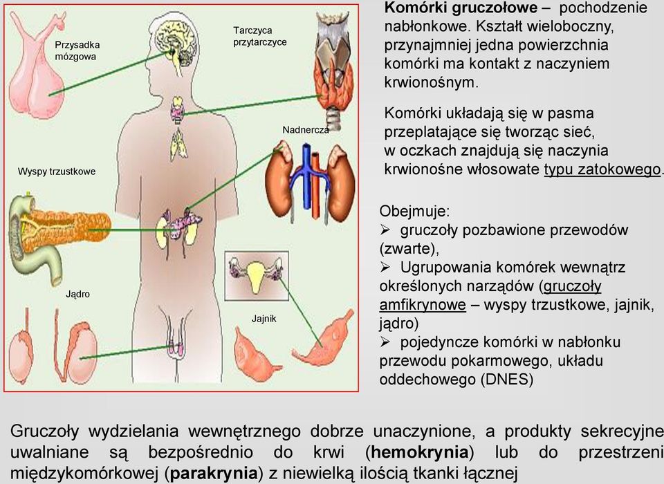 Komórki układają się w pasma przeplatające się tworząc sieć, w oczkach znajdują się naczynia krwionośne włosowate typu zatokowego.