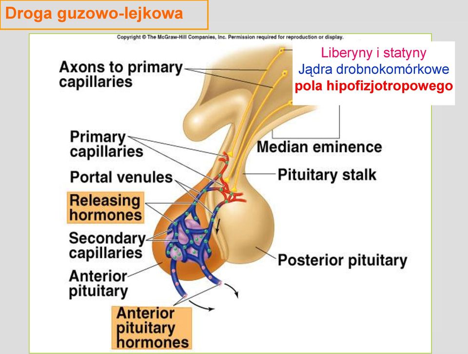 Jądra drobnokomórkowe