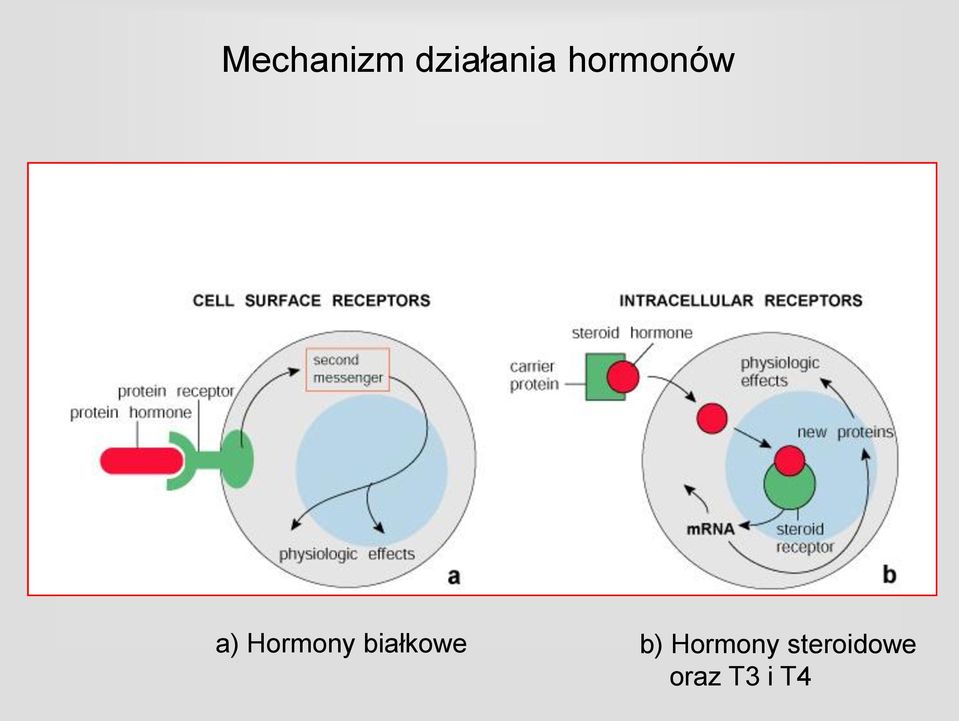 białkowe b) Hormony