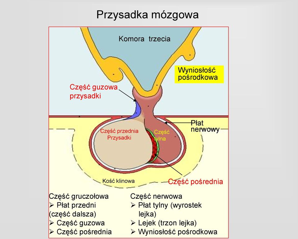 Część gruczołowa Płat przedni (część dalsza) Część guzowa Część pośrednia