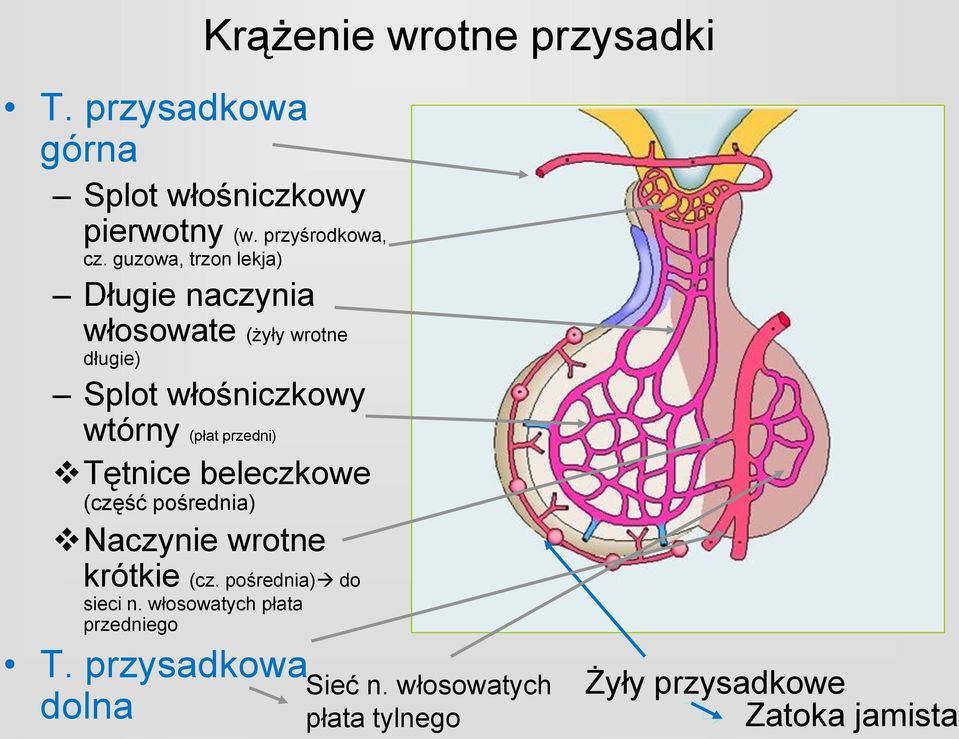 przedni) Tętnice beleczkowe (część pośrednia) Naczynie wrotne krótkie (cz. pośrednia) do sieci n.