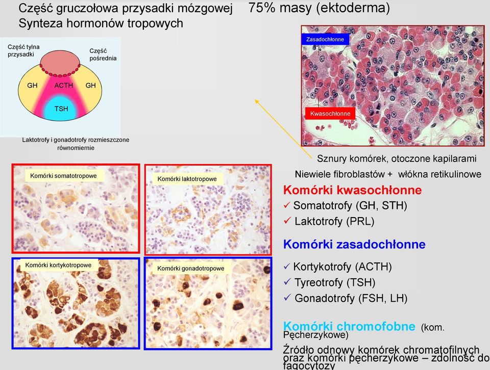 komórek, otoczone kapilarami Niewiele fibroblastów + włókna retikulinowe Komórki kwasochłonne Somatotrofy (GH, STH) Laktotrofy (PRL) Komórki zasadochłonne