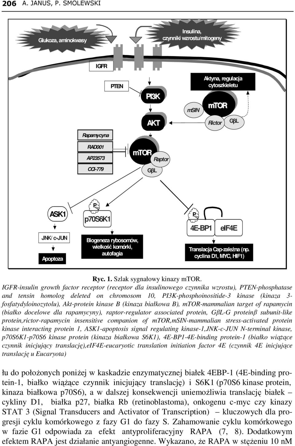 GβL Rapamycyna RAD001 AP23573 CCI-779 mtor Raptor GβL ASK1 JNK/ c-jun Apoptoza P p70s6k1 Biogeneza rybosomów, wielkość komórki, autofagia P 4E-BP1 eif4e Translacja Cap-zaleŜna (np.