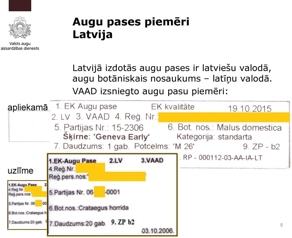 augu botāniskais nosaukums latīņu valodā.