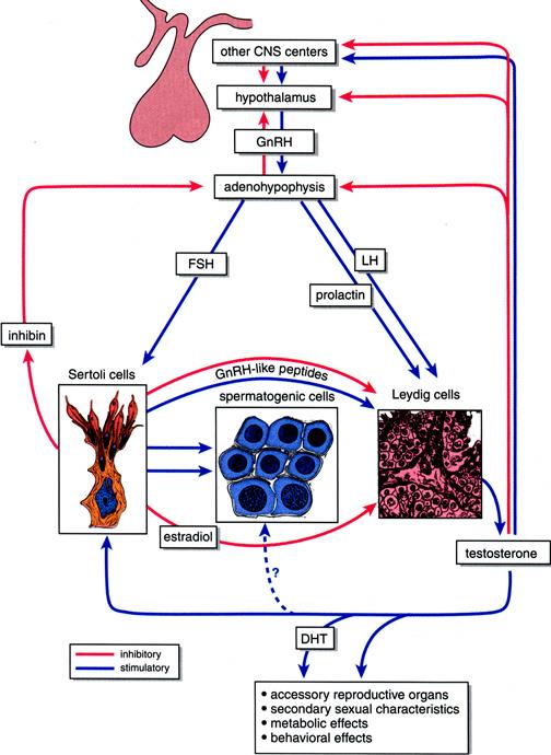 Regulacja hormonalna