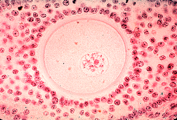 (Nieliczne komórki i włókna) Theca interna (Liczne naczynia