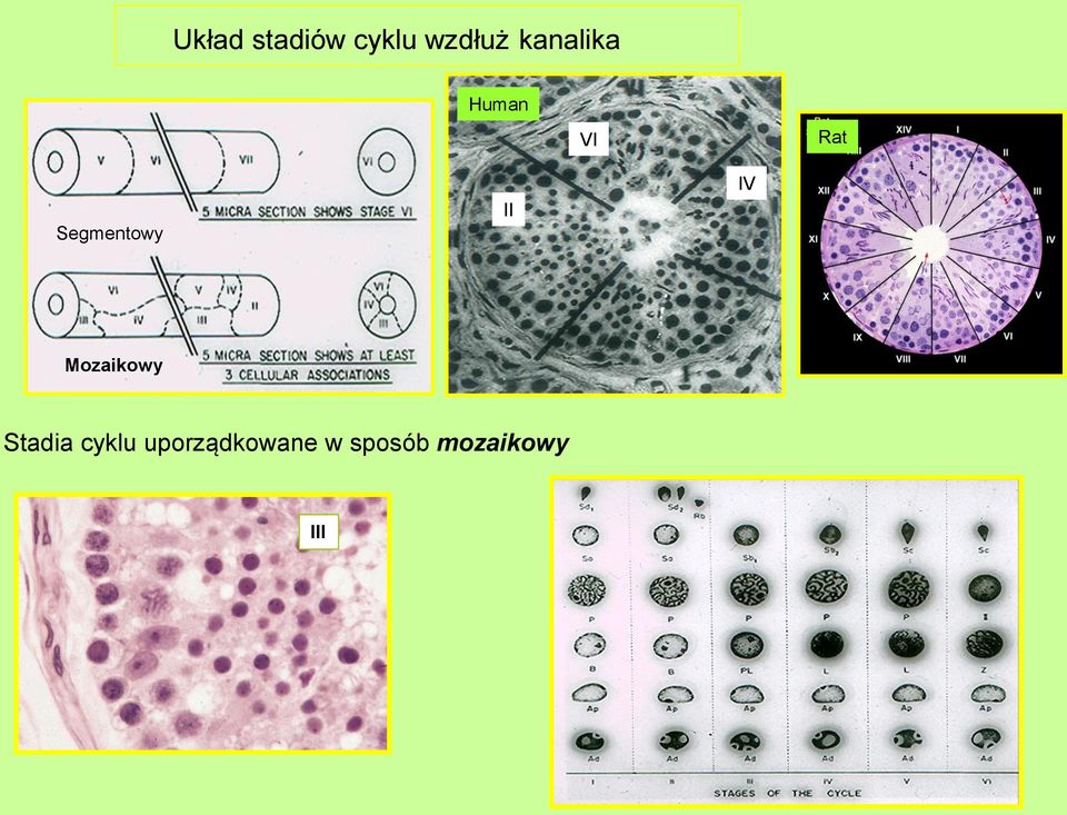 Segmentowy II IV Mozaikowy