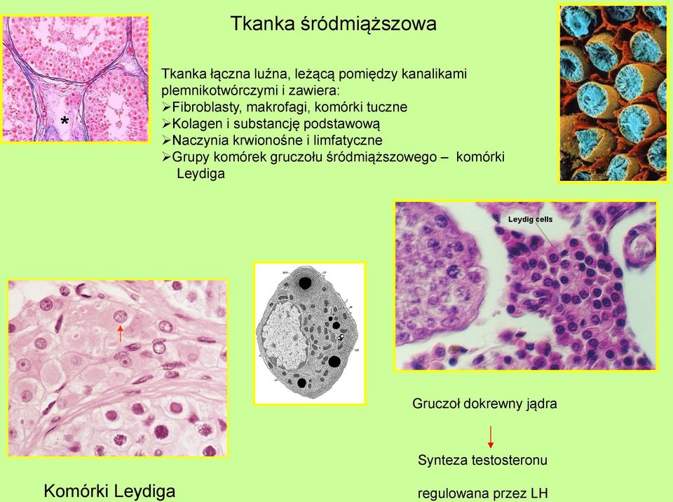 substancję podstawową Naczynia krwionośne i limfatyczne Grupy komórek gruczołu