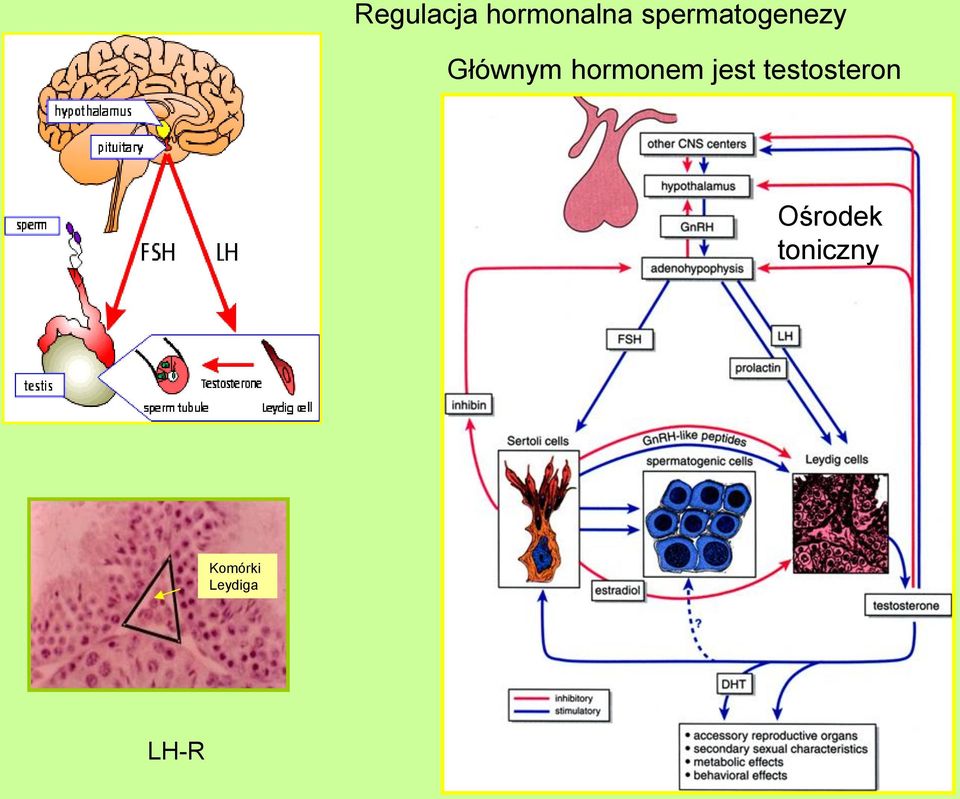 hormonem jest testosteron