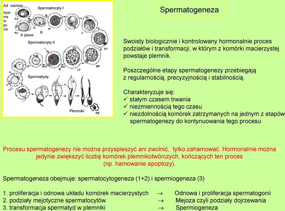 Plemniki Charakteryzuje się: stałym czasem trwania niezmiennością tego czasu niezdolnością komórek zatrzymanych na jednym z etapów spermatogenezy do kontynuowania tego procesu Procesu spermatogenezy