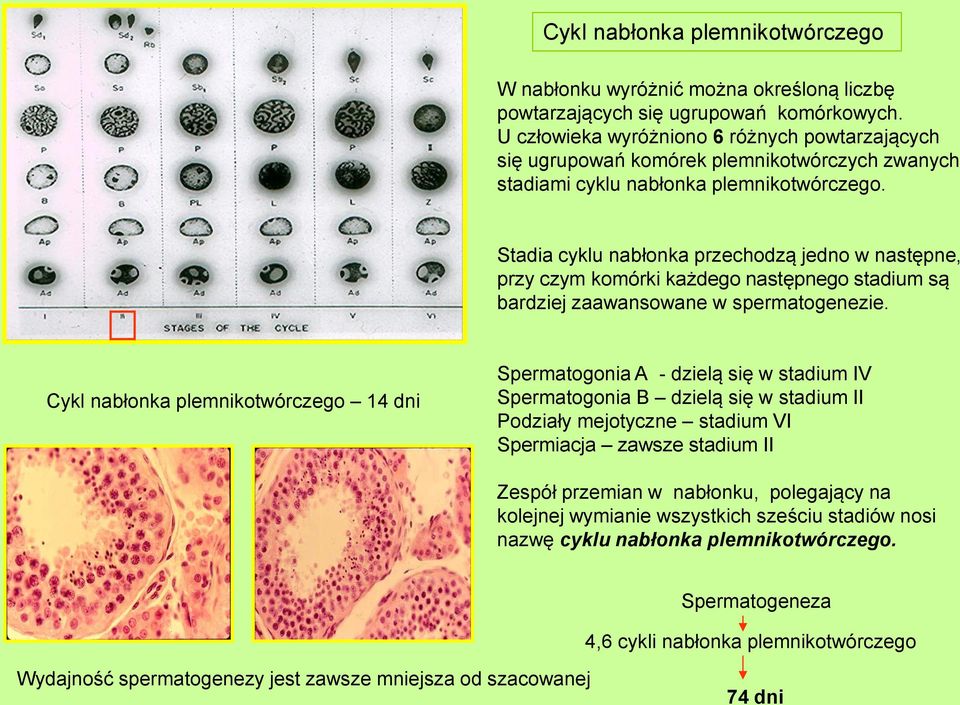 Stadia cyklu nabłonka przechodzą jedno w następne, przy czym komórki każdego następnego stadium są bardziej zaawansowane w spermatogenezie.