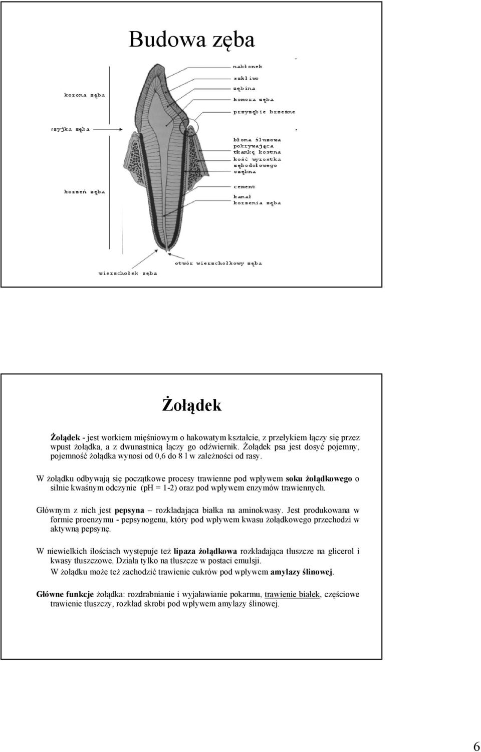 W żołądku odbywają się początkowe procesy trawienne pod wpływem soku żołądkowego o silnie kwaśnym odczynie (ph = 1-2) oraz pod wpływem enzymów trawiennych.