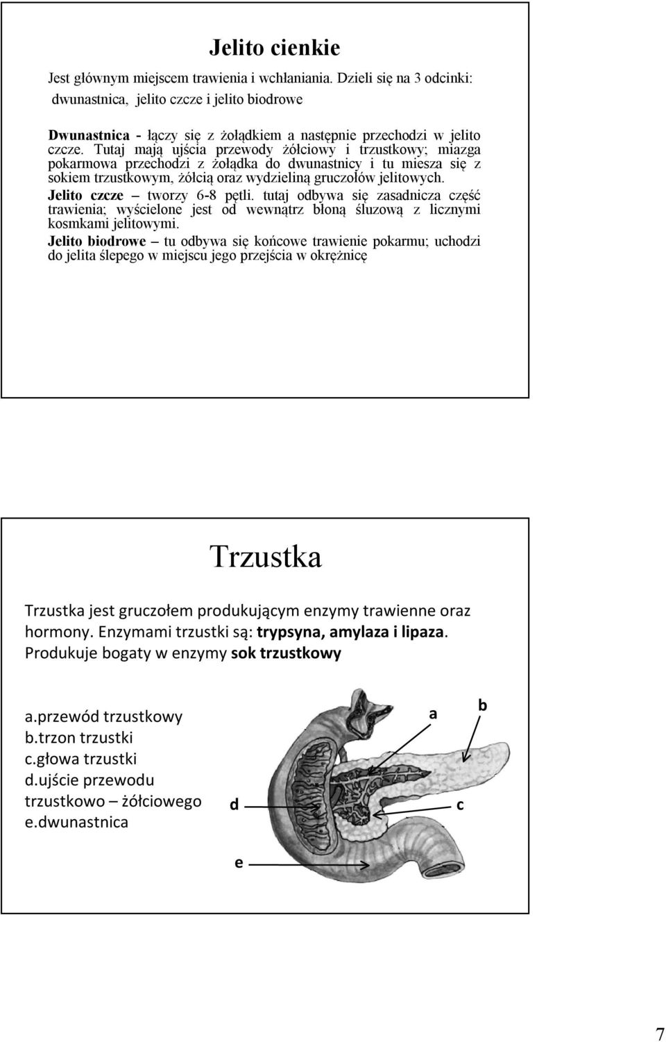 Tutaj mają ujścia przewody żółciowy i trzustkowy; miazga pokarmowa przechodzi z żołądka do dwunastnicy i tu miesza się z sokiem trzustkowym, żółcią oraz wydzieliną gruczołów jelitowych.