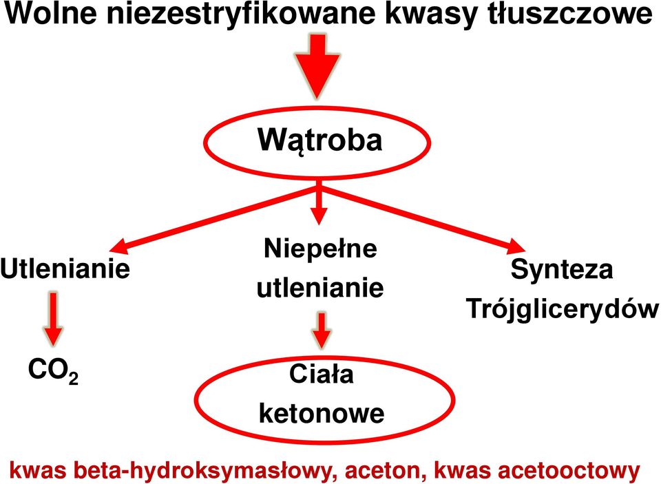 Ciała ketonowe Synteza Trójglicerydów kwas
