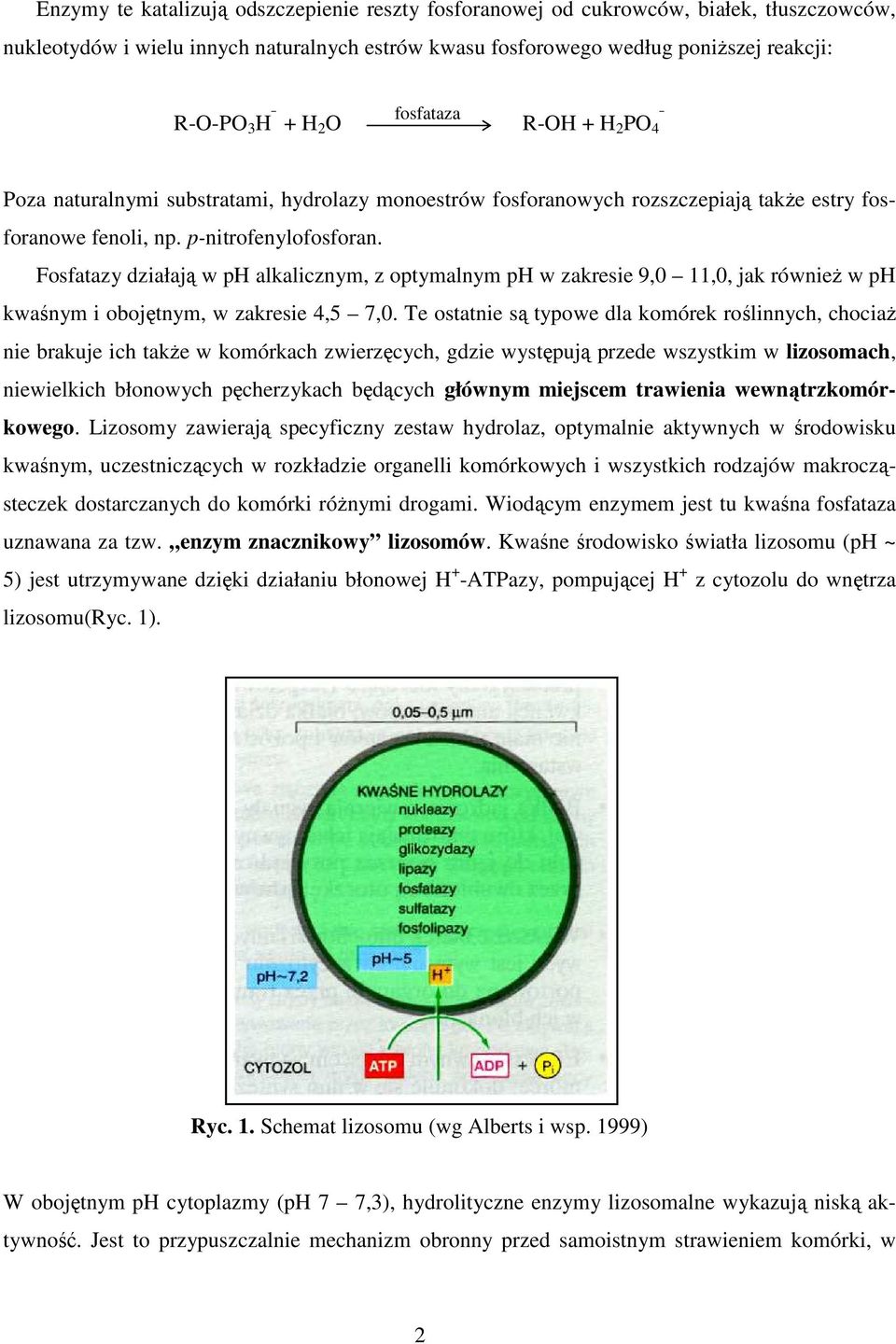 Fosfatazy działają w ph alkalicznym, z optymalnym ph w zakresie 9,0 11,0, jak równieŝ w ph kwaśnym i obojętnym, w zakresie 4,5 7,0.