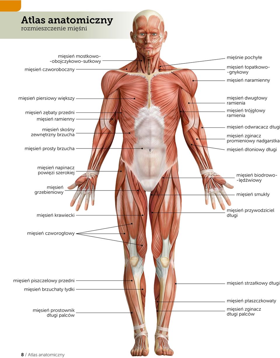promieniowy nadgarstka mięsień dłoniowy długi mięsień napinacz powięzi szerokiej mięsień grzebieniowy mięsień biodrowo- -lędźwiowy mięsień smukły mięsień krawiecki mięsień przywodziciel długi