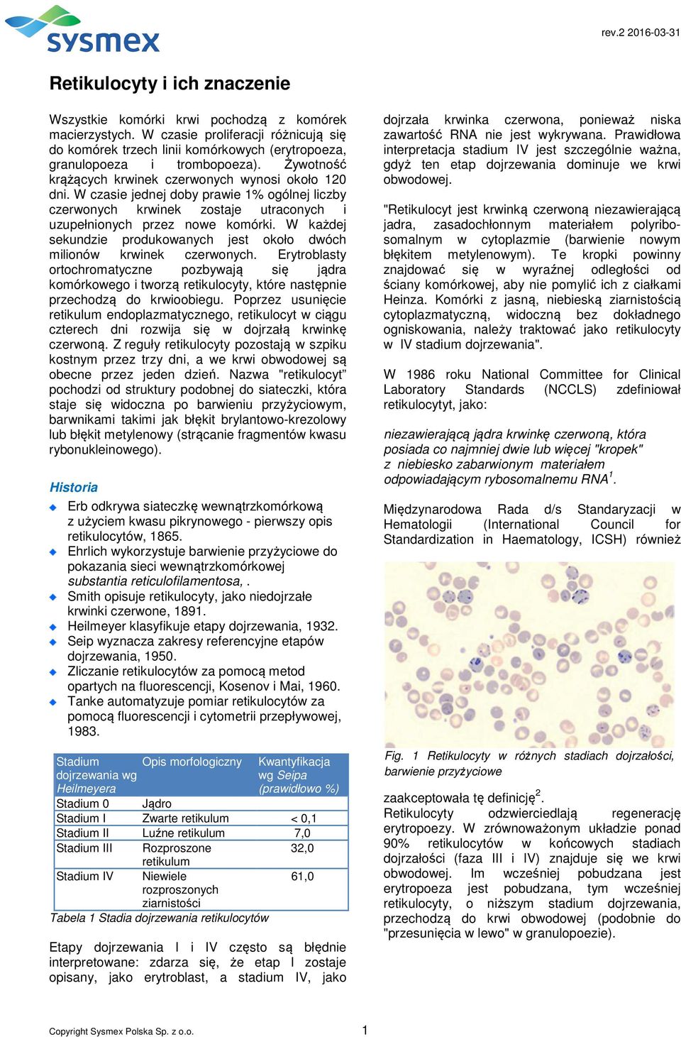 W każdej sekundzie produkowanych jest około dwóch milionów krwinek czerwonych. Erytroblasty ortochromatyczne pozbywają się jądra komórkowego i tworzą, które następnie przechodzą do krwioobiegu.