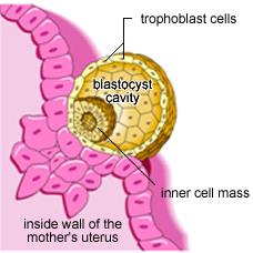 endometrium Palczaste wypustki syncytiotrofoblastu produkują enzymy