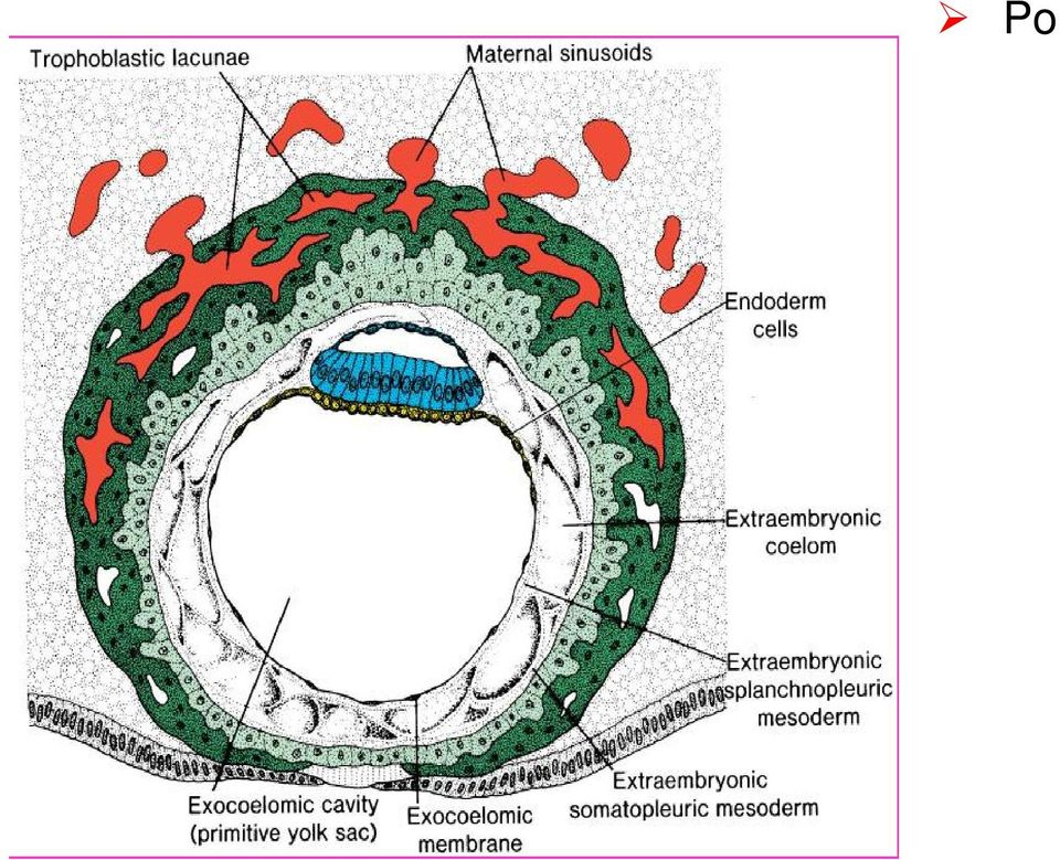 wypełnia przestrzeń między trofoblastem i owodnią oraz zewnątrzzarodkowa jamą ciała Pozazarodkowa