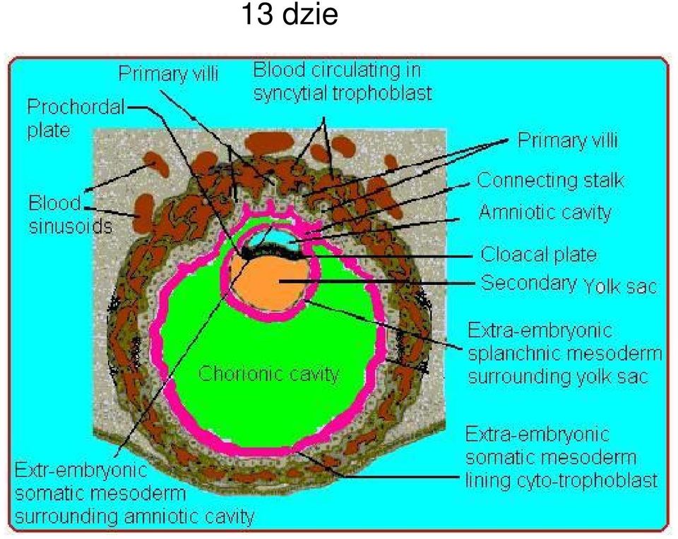 jamy ciała (jamy kosmówki) Mezoderma zewnątrzzarodkowa na powierzchni cytotrofoblastu blaszka kosmówki