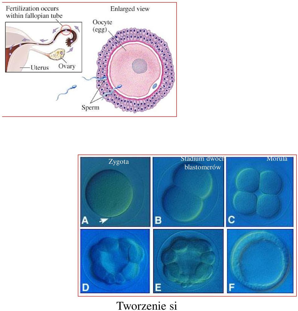 (ok. 4 dzień) płyn maciczny przez osłonkę przejrzystą - jama blastocysty i separacja komórek: trofoblast cienka