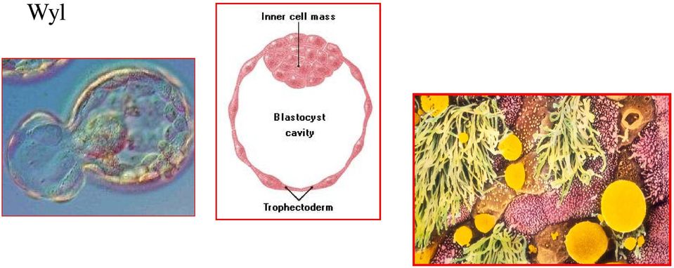 endometrium w fazie