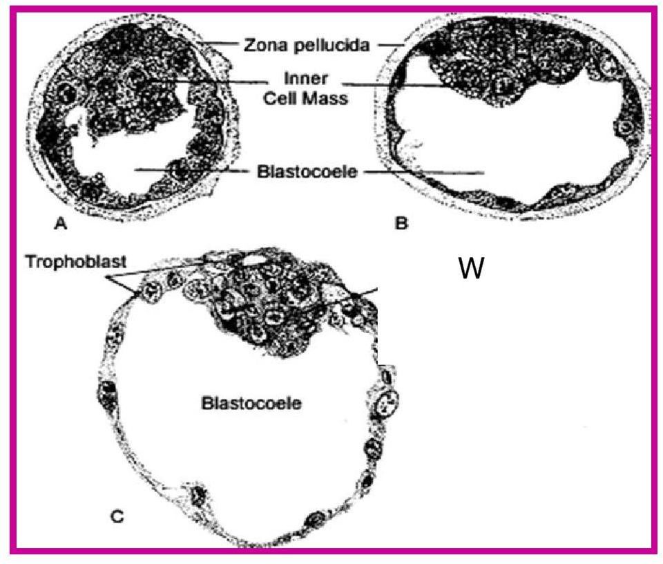 (tętnice spiralne) i gruczołów macicznych obfita produkcja glikogenu, GAG, lipidów.