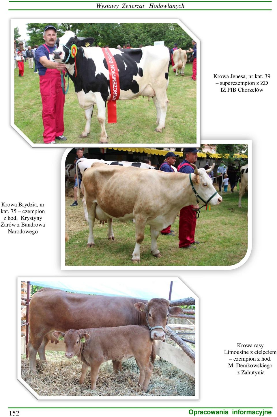 nr kat. 75 czempion z hod.