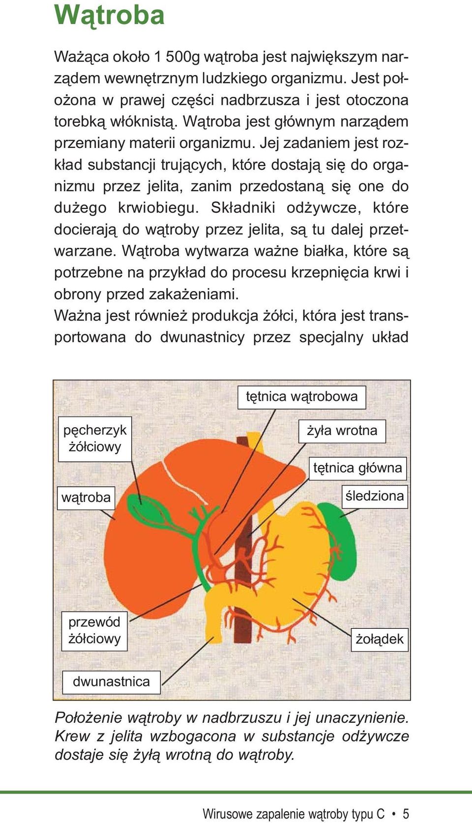 Składniki odżywcze, które docierają do wątroby przez jelita, są tu dalej przetwarzane.