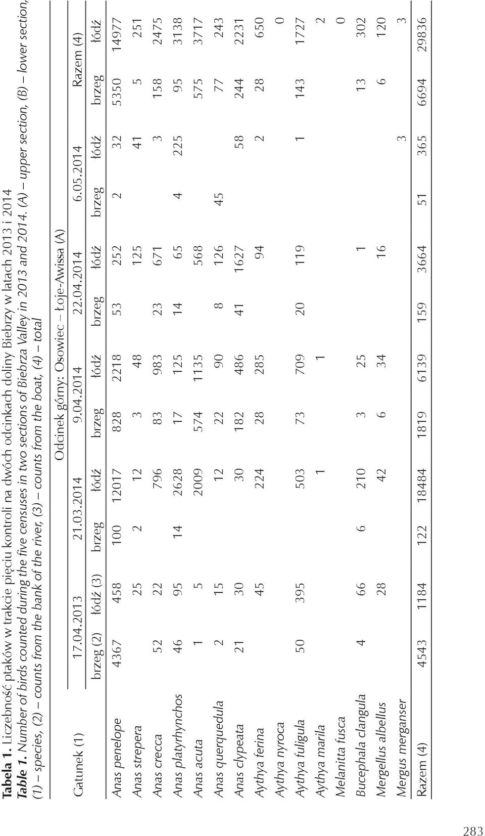 (A) upper section, (B) lower section, (1) species, (2) counts from the bank of the river, (3) counts from the boat, (4) total Gatunek (1) Odcinek górny: Osowiec Łoje-Awissa (A) 17.04.2013 21.03.