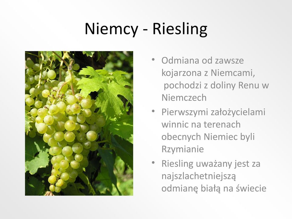 winnic na terenach obecnych Niemiec byli Rzymianie Riesling